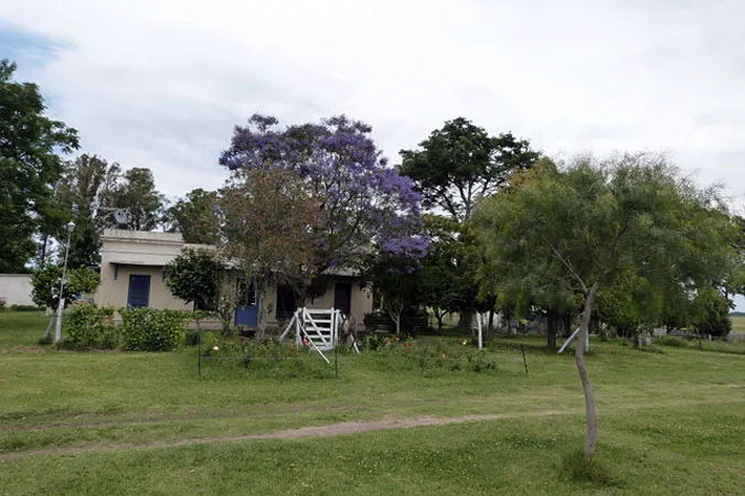La casa vista desde el jardín, con un jacarandá en flor a un costado