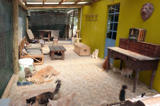 El gatio de los machos: varios gatos sueltos sobre el piso de baldosas, entre muebles antiguos y paredes verdes