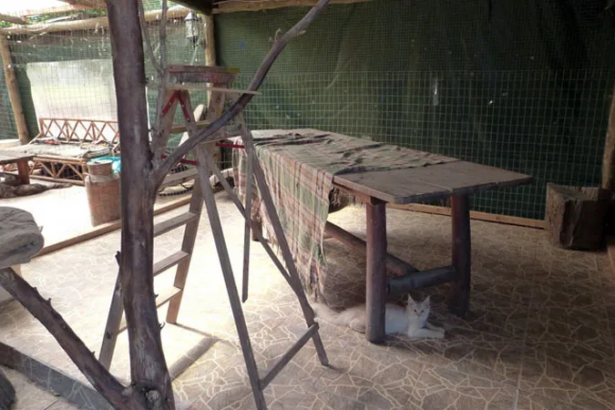 Interior del gatio techado, con troncos y ramas naturales para trepar y un gato echado en el piso