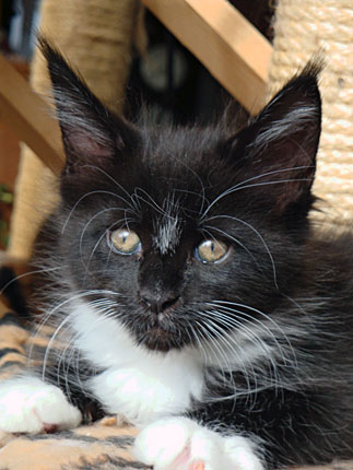 Amaro, gatito macho black/white, sentado junto al rascador