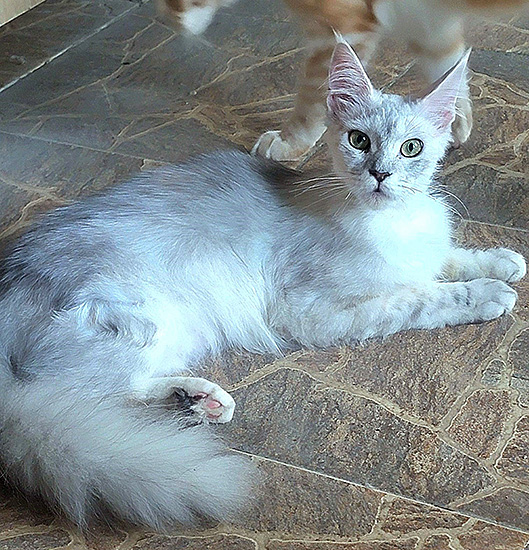 Amesha, hembra Maine Coon black silver torbie shaded/white