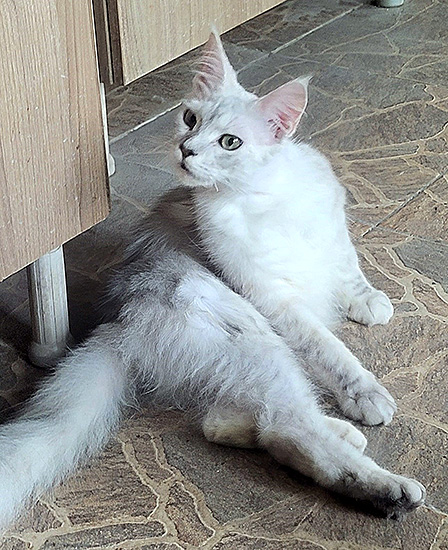 Amesha, hembra Maine Coon black silver torbie shaded/white