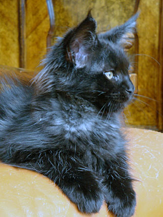 Amiro, gatito macho black smoke, echado de perfil sobre un almohadón
