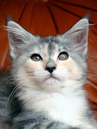 Anjouli, gatita blue silver torbie, mirando hacia arriba desde un sillón de cuero