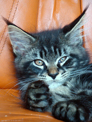 Antaro, gatito macho black silver tabby, echado sobre un sillón de cuero con las patas adelante