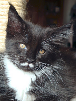 Astoria, gatita black smoke/white, junto al rascador