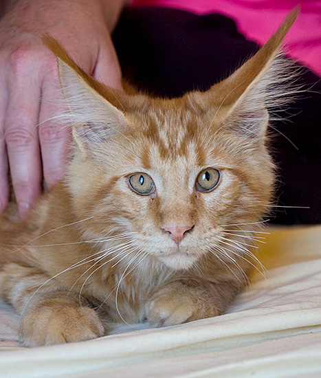 Beethoven, macho Maine Coon red tabby classic