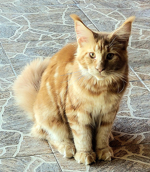 Beethoven, macho Maine Coon red tabby classic