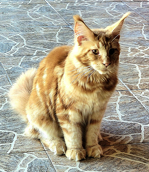 Beethoven, macho Maine Coon red tabby classic