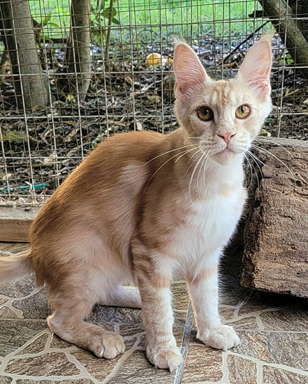 Bohemia, hembra Maine Coon red silver tabby