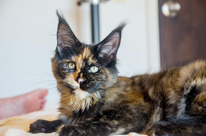 Bonne Nuit, hembra Maine Coon black tortie