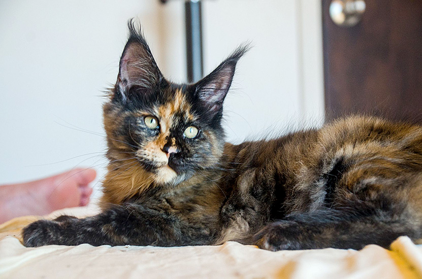 Bonne Nuit, hembra Maine Coon black tortie