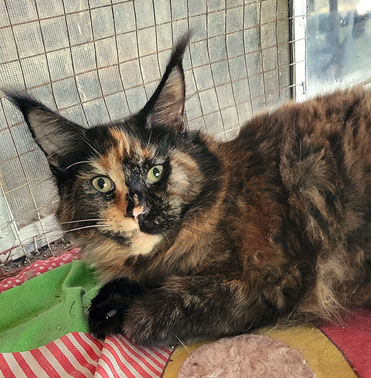 Bonne Nuit, hembra Maine Coon black tortie