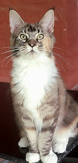Cassiopeia, hembra Maine Coon black torbie/white