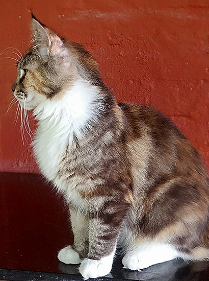 Cassiopeia, hembra Maine Coon black torbie/white
