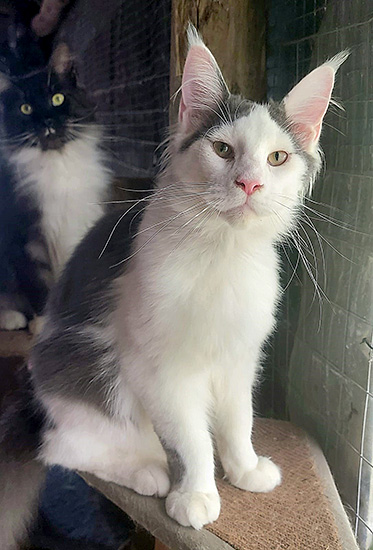 Deluxe, macho Maine Coon blue/white