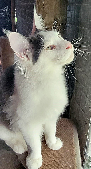 Deluxe, macho Maine Coon blue/white