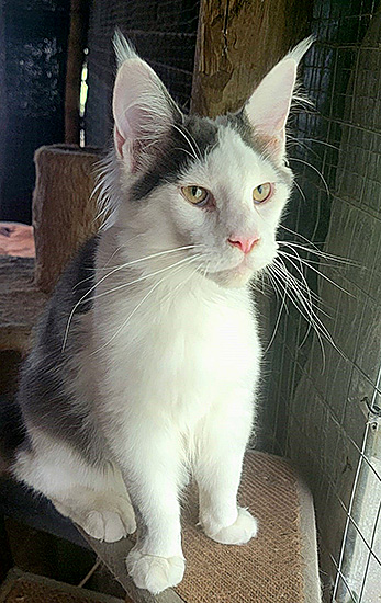 Deluxe, macho Maine Coon blue/white