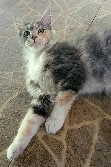 Ekyna, hembra Maine Coon blue silver tabby/white