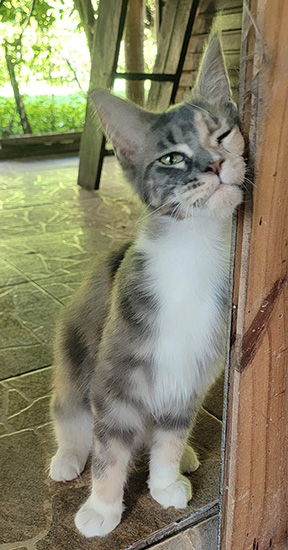 Ekyna, hembra Maine Coon blue silver tabby/white