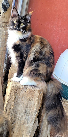 Esmeralda, hembra Maine Coon black tortie/white