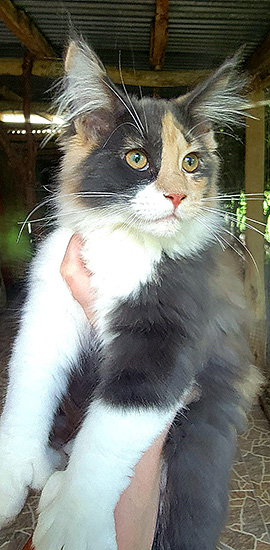 Famous Girl, hembra Maine Coon blue silver torbie