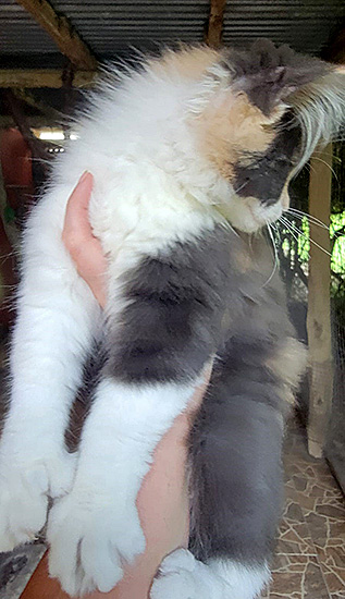 Famous Girl, hembra Maine Coon blue silver torbie