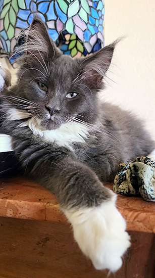 Free Grizzly, macho Maine Coon blue/white
