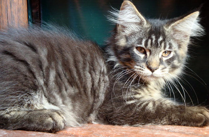 Hamani, gatito macho Maine Coon black smoke/white