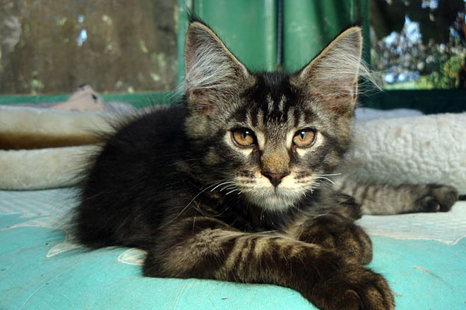 Hamiro, gatito macho Maine Coon brown classic tabby