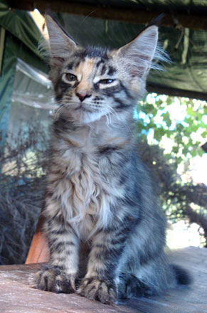 Harmony, gatita Maine Coon red tabby/white