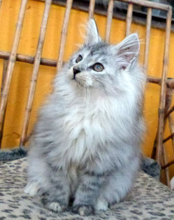 Hera, gatita Maine Coon black silver shaded
