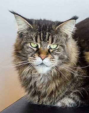 Holly, hembra Maine Coon brown tabby/white