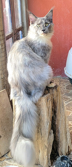 Honeymoon, hembra Maine Coon blue tortie smoke