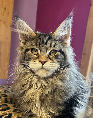 Hurricane, hembra Maine Coon brown classic tabby