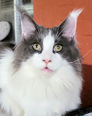 Kaali, hembra joven Maine Coon black smoke