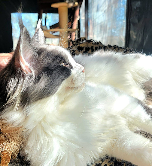 Kaali echada de perfil sobre una manta, al sol