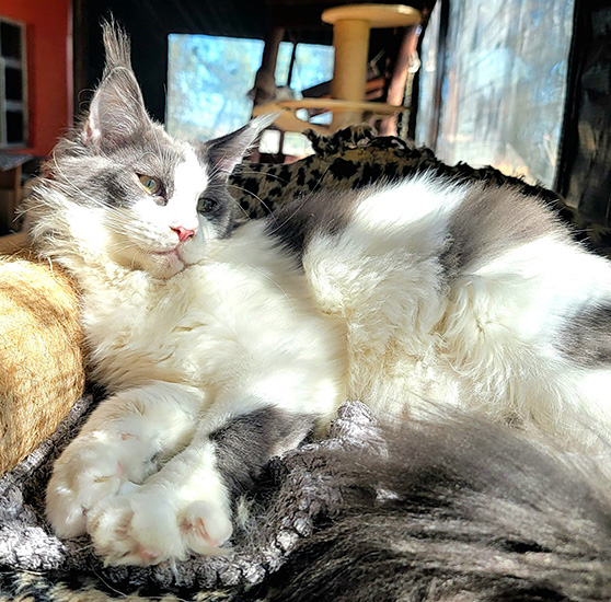 Kaali recostada con las patas estiradas, al sol