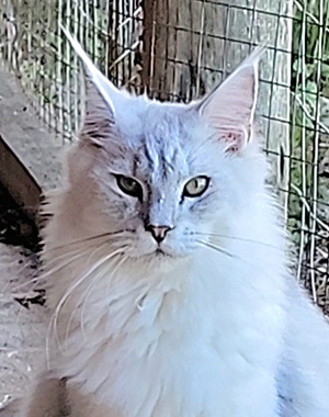 Lotus, macho Maine Coon black silver shaded