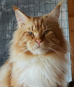 Osiris, macho Maine Coon red tabby/white