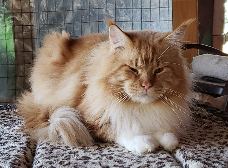 Osiris de cuerpo entero, red tabby/white