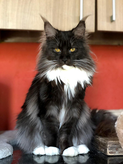 Parvati, hembra Maine Coon black smoke/white
