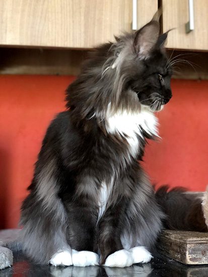 Parvati, hembra Maine Coon black smoke/white