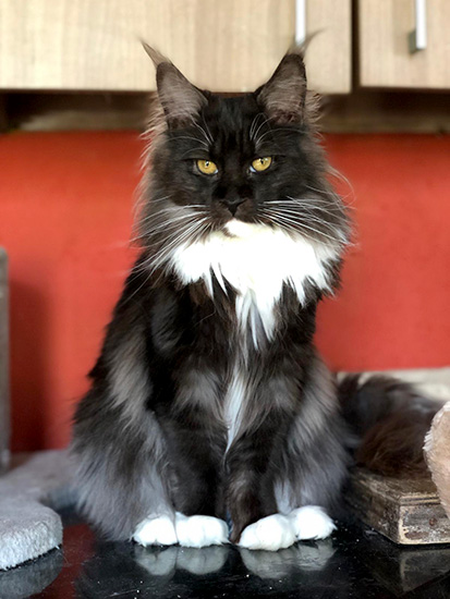 Parvati, hembra Maine Coon black smoke/white
