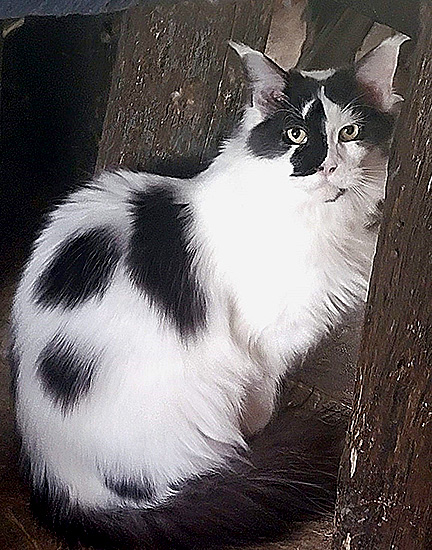 Quirina, hembra Maine Coon black/white