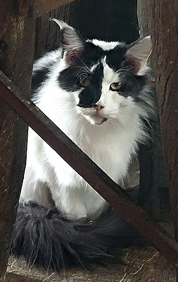 Quirina, hembra Maine Coon black/white