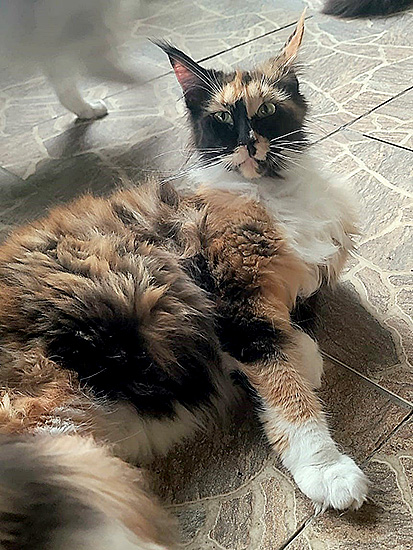 Sunna, hembra Maine Coon black tortie/white