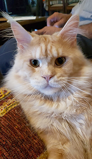 Touch Down en el gatio, red silver ticked tabby