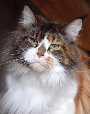 Upgrade, macho castrado Maine Coon red silver tabby