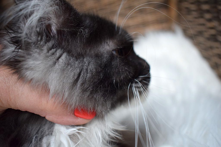 Ying Yang, hembra Maine Coon black smoke/white
